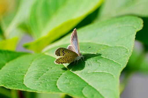 ヤマトシジミ ヤマトシジミ,蝶,虫の写真素材