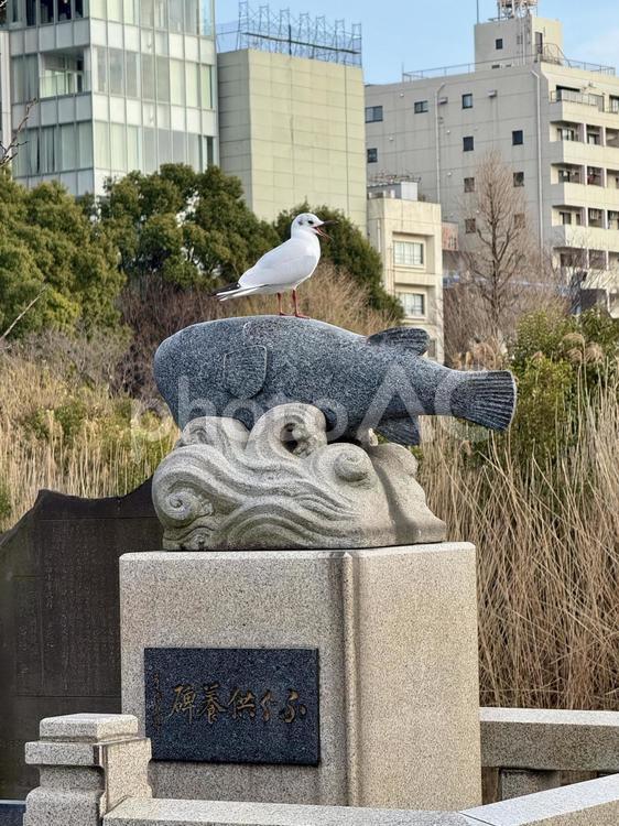上野のフグの像に乗っかるユリカモメ フグ,フグの像,記念碑の写真素材