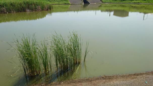 池 水辺の風景 池,水辺,水辺の風景の写真素材
