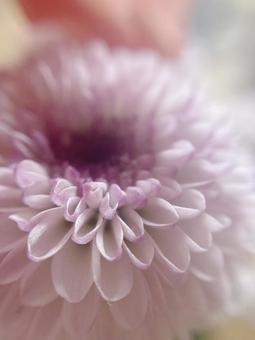 ピンクの菊 菊,ピンク,接写の写真素材