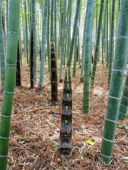 偕楽園の竹林にだいぶ伸びたタケノコ 偕楽園の竹林にだいぶ伸びたタケノコの写真
