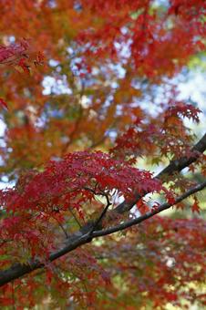 紅葉 紅葉 もみじ,楓,かえでの写真素材
