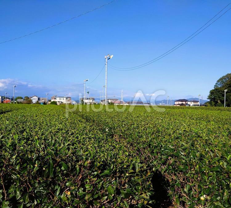 広々とした茶畑 茶畑,茶葉,お茶の葉の写真素材