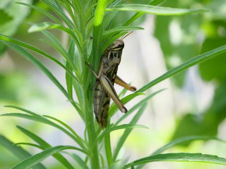 Migratory locust, JPG