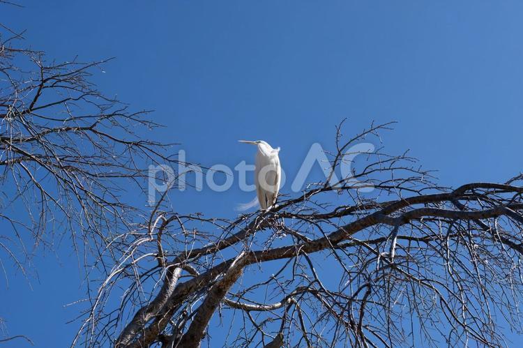 青空に映える枯れ枝と白鷺 白鷺,サギ,鳥の写真素材