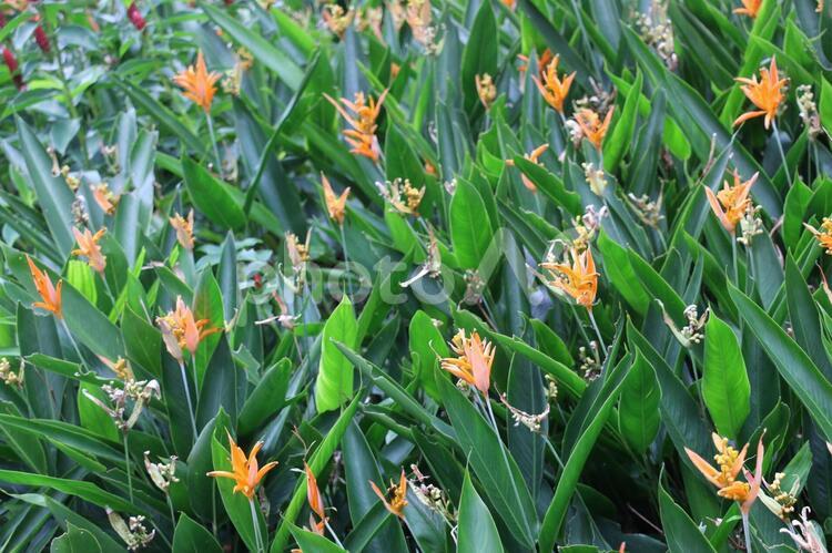 シンガポールの植物(8) オウムのくちばし・インコの花、その2 シンガポール,壁紙用,フィールドの写真素材