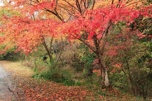 紅葉 紅葉,養老渓谷,筒森もみじ谷の写真素材