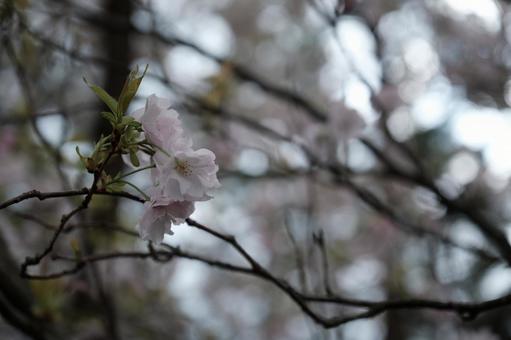 薄暗い時の桜の花 薄暗い,時,桜の写真素材