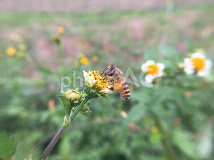 コセンダングサにセイヨウミツバチ セイヨウミツバチ,西洋蜜蜂,apisの写真素材