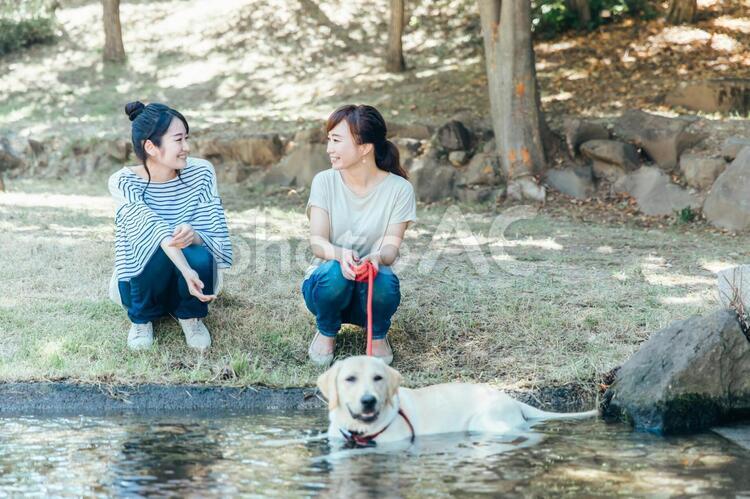 犬の散歩をする女性たち 愛犬家,愛犬,譲渡会の写真素材