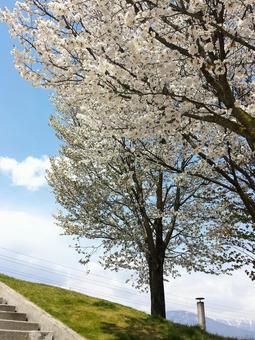 桜の花咲く春 桜の花咲く春 桜,満開,春の写真素材