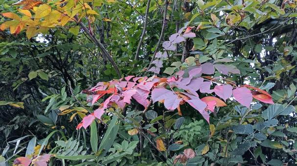 ヤマウルシの紅葉 ヤマウルシ,漆,ウルシの写真素材