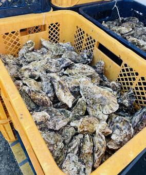 コンテナに入った牡蠣 牡蠣,コンテナ,貝の写真素材