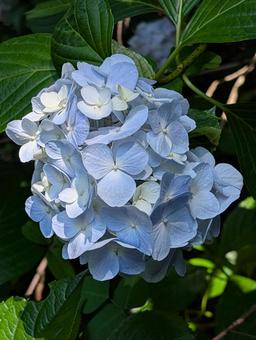 Hydrangeas in Kyoto, JPG