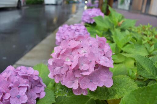 都会の紫陽花 都会の紫陽花の写真