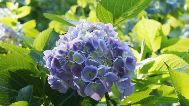 Photo, hydrangea, flower, trees, 