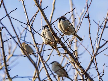 冬陽に寄りそうふっくらスズメ スズメ,鳥,冬の写真素材