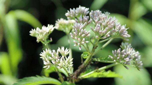 白馬五竜高山植物園 ヨツバヒヨドリ 白馬五竜高山植物園 ヨツバヒヨドリの写真