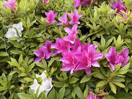 ツツジの花(横向き) つつじ,ツツジ,花の写真素材