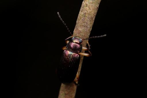 ヒメニシキキマワリモドキの写真