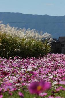 コスモス ススキ コスモス ススキ 季節,植物,キレイの写真素材