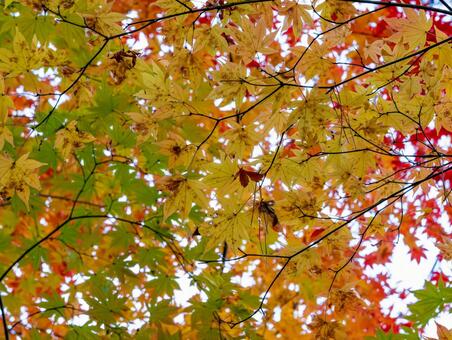 月の石もみじ公園の紅葉 長瀞,秋,紅葉の写真素材