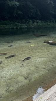 川で泳ぐこい 川で泳ぐこい 自然,川,魚の写真素材