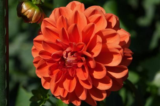 ダリア（キャロットスムージー）の写真