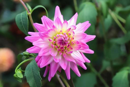 ダリヤの花 ダリヤの花 植物,花,自然の写真素材