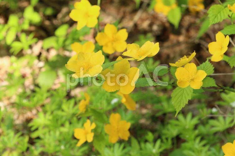 黄色の花　花々　野花 黄色の花,花々,野花の写真素材