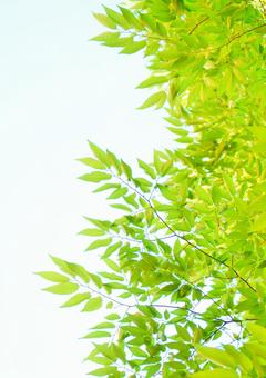 青空と葉 青空,葉,木の写真素材