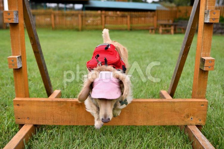アジリティーをする犬 生き物,動物,犬の写真素材