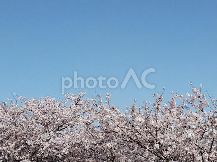 満開の桜と青空 桜前線,開花,満開の写真素材