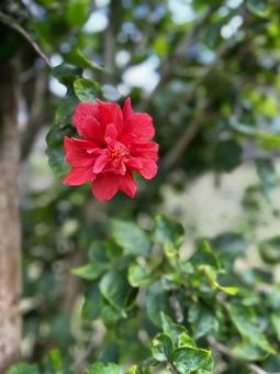 赤いハイビスカスの写真