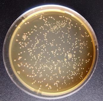 微生物 微生物 微生物,コロニー,細菌の写真素材