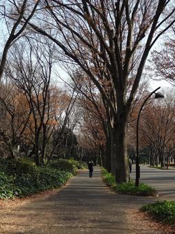 冬の駒沢オリンピック公園の遊歩道 冬の駒沢オリンピック公園の遊歩道 駒沢オリンピック公園,遊歩道,紅葉の写真素材