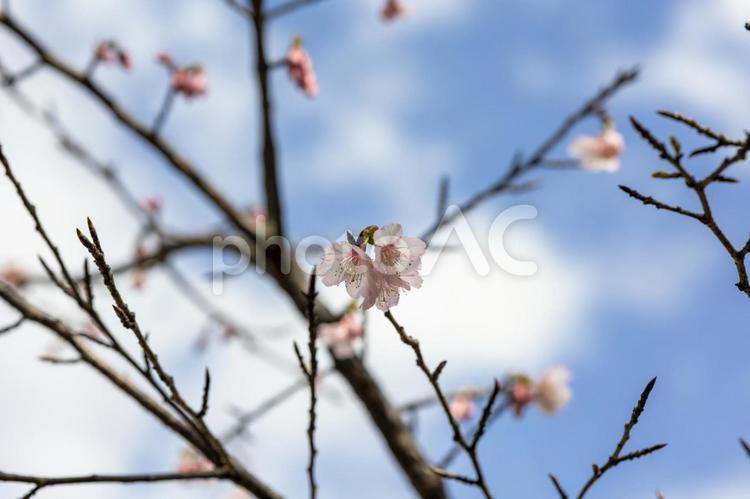 晴れた空と枝先に咲く桜の花 桜,カンヒザクラ,寒緋桜の写真素材