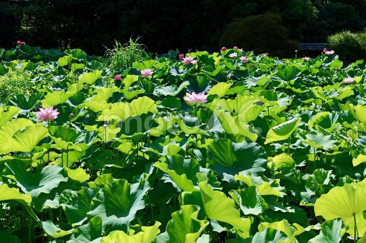 町田薬師池公園の大賀ハス ハス,薬師池公園,町田の写真素材