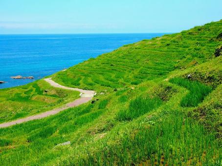 白米千枚田の棚田 白米千枚田の棚田 棚田,能登半島,地震の写真素材
