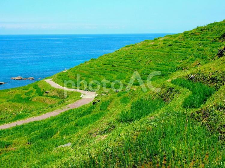 白米千枚田の棚田 棚田,能登半島,地震の写真素材