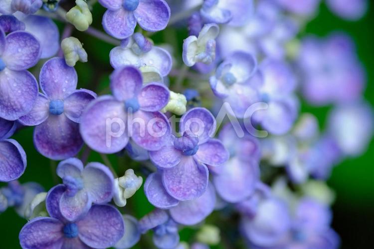 雨に濡れるアジサイ 紫陽花,ウズアジサイ,アジサイの写真素材