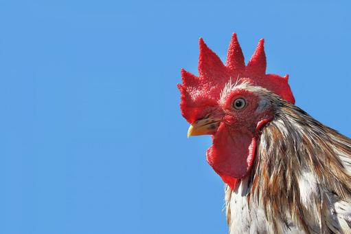 Close-up of chickens and blue sky, un poulet, vide, en haut, JPG