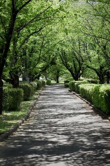 木々の間を通る道 道,歩道,散歩の写真素材