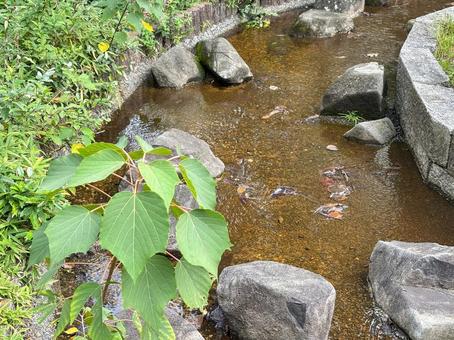 公園の小川の背景 川,小川,公園の写真素材