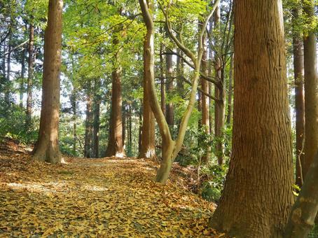 秋の景色２７ 秋,山,山の中の写真素材
