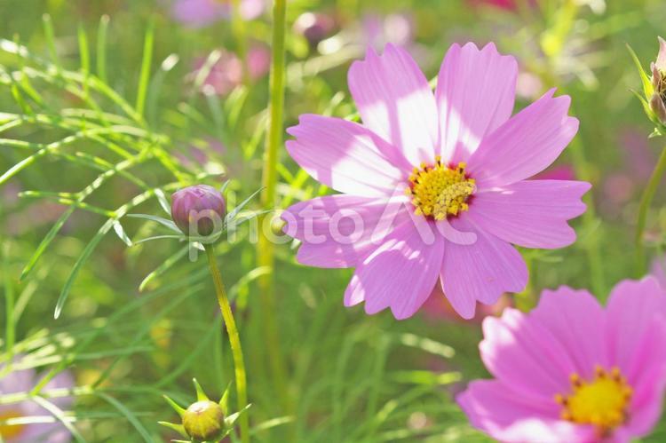 開いたコスモスと蕾のコスモス コスモス,蕾,咲くの写真素材