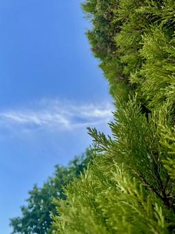 青い空と緑の木々 青い空と緑の木々の写真