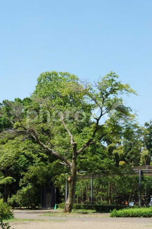 井の頭自然文化園（本園）内の風景 井の頭自然文化園,本園,風景の写真素材