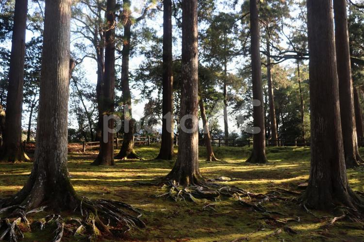 飫肥城本丸跡と飫肥杉。宮崎県日南市 本丸跡,飫肥城,宮崎県の写真素材