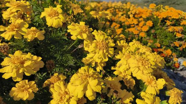 太陽を浴びながら 花,束,黄色の写真素材